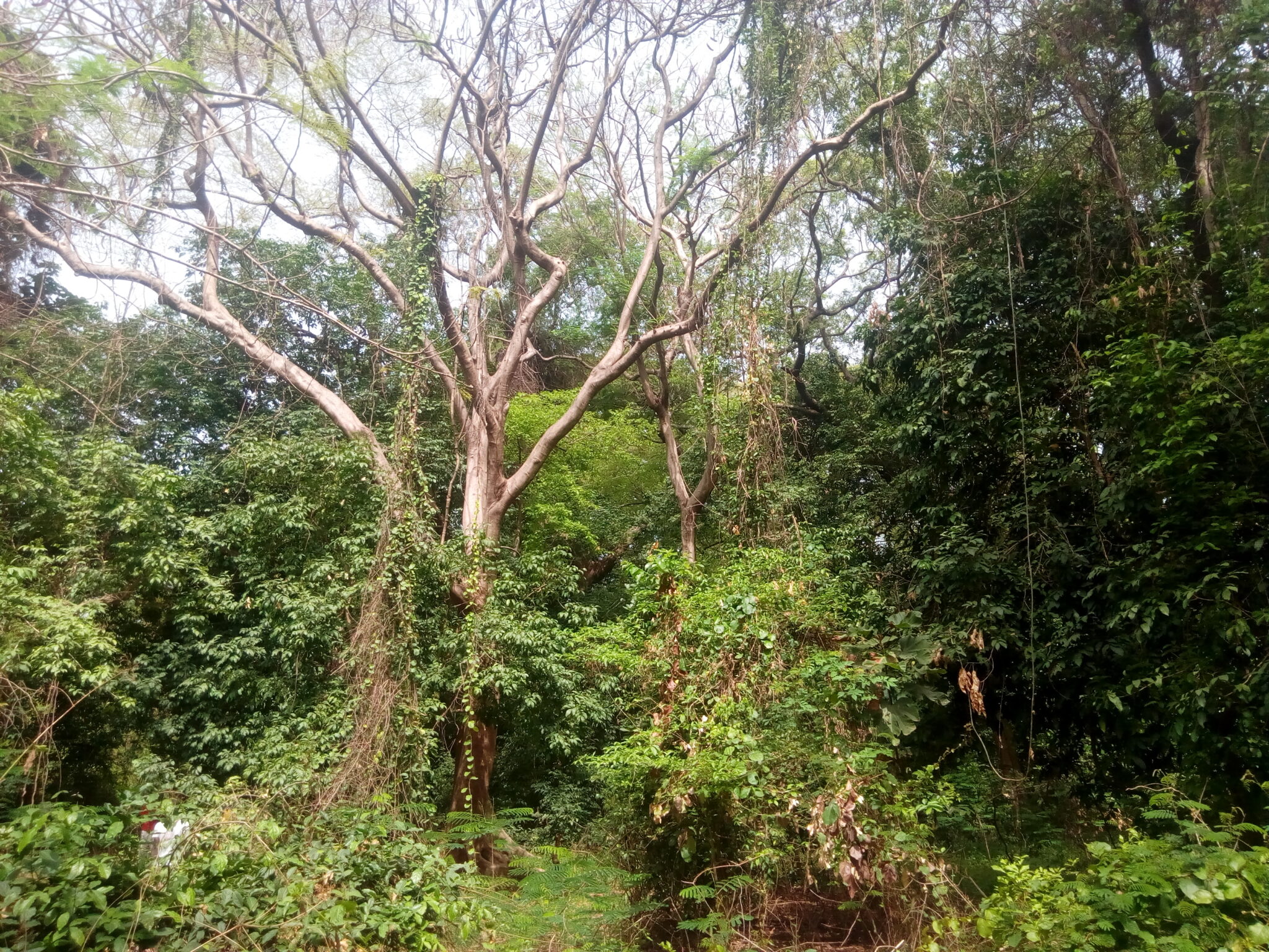 Restaurer les forêts sacrées au Bénin Groupe SOS